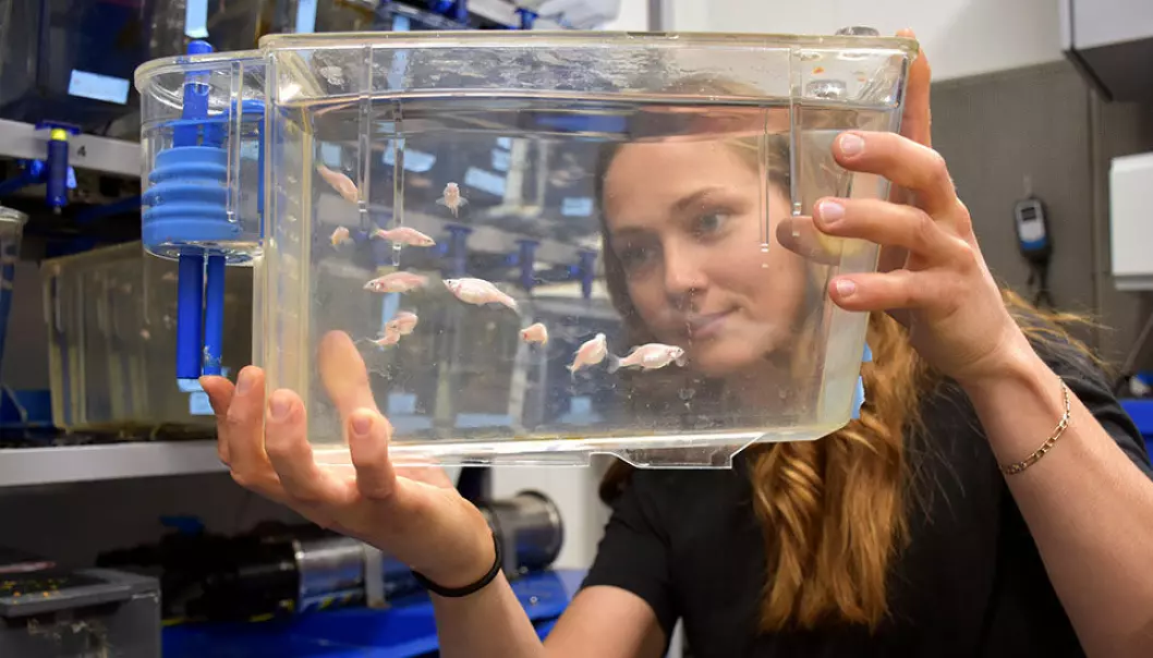Sebrafisk spiller hovedrollen når forsker Anna H. Andreassen forsøker å finne ut hvordan hjerneceller reagerer på temperaturendringer.