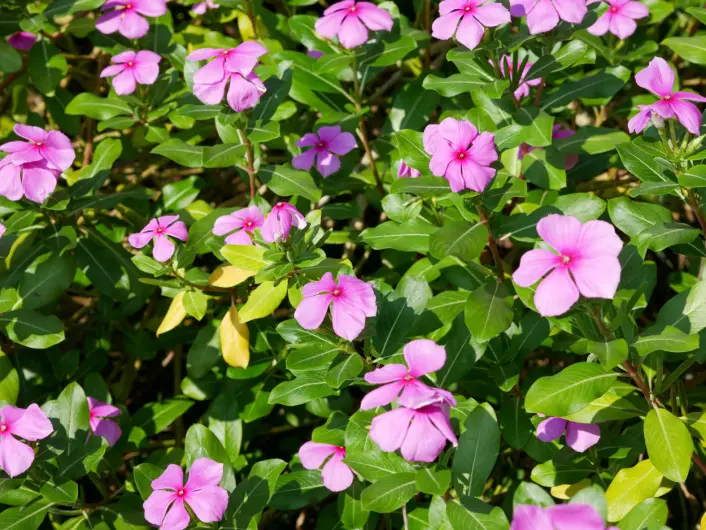 I dag isoleres vinblastin fra rosegravmyrt, <span class="italic" data-lab-italic_desktop="italic">Catharanthus roseus</span>. Det kan gi noen utfordringer for å skaffe råvarer siden det brukes opptil to tonn tørkede blader for å produsere ett gram vinblastin. I dag isoleres vinblastin fra rosegravmyrt, <span class="italic" data-lab-italic_desktop="italic">Catharanthus roseus</span>. Det kan gi noen utfordringer for å skaffe råvarer siden det brukes opptil to tonn tørkede blader for å produsere ett gram vinblastin.
