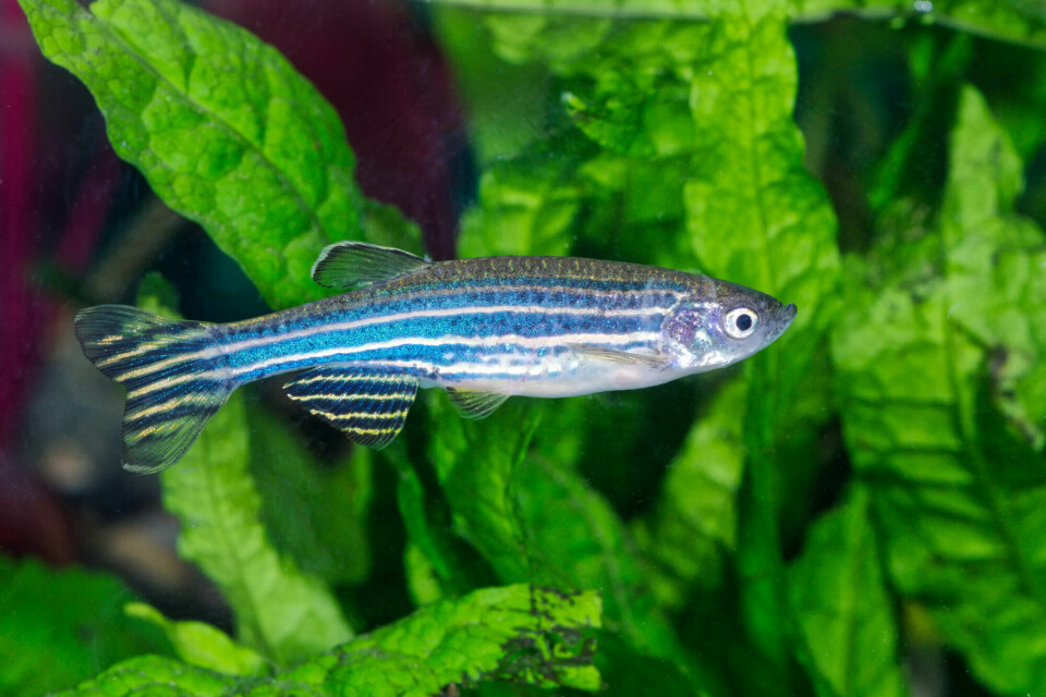 NTNU uses zebrafish to study how brain cells react to temperature changes. We are used to seeing zebrafish with stripes in aquariums, but for Andreassen’s research project the larval fish have been genetically modified to be more transparent.