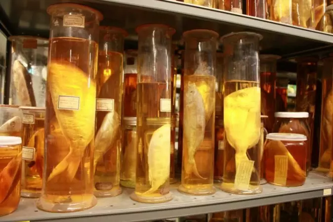 Naturhistorisk museum lagrer mye biologisk materiale for ettertiden. Å samle DNA blir en viktig del av dette biblioteket.