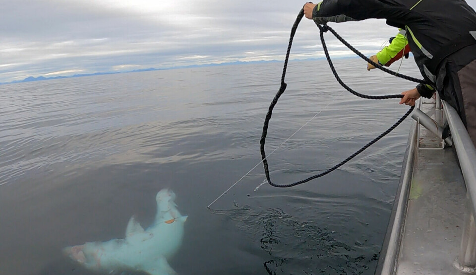 Håbrann er den vanligste arten i familien «makrellhaier» i nordlige farvann, utbredt i hele Nord-Atlanteren og Middelhavet, men også langs norskekysten til det sørøstlige Barentshavet. (Foto: Havforskningsinstituttet)