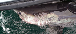 For første gang klarte forskerne å satelitt-merke denne illsinte haien