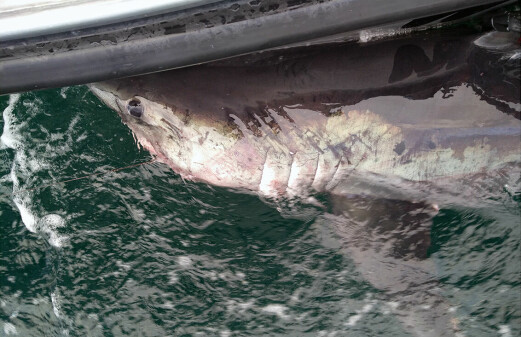 For the first time, researchers have managed to tag this furious shark