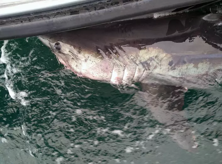 Finally, the scientists managed to get the furious shark under control and successfully tagged it. In half a year, the tag will release itself, and the scientists will find out more about what porbeagles are up to in Norwegian waters.