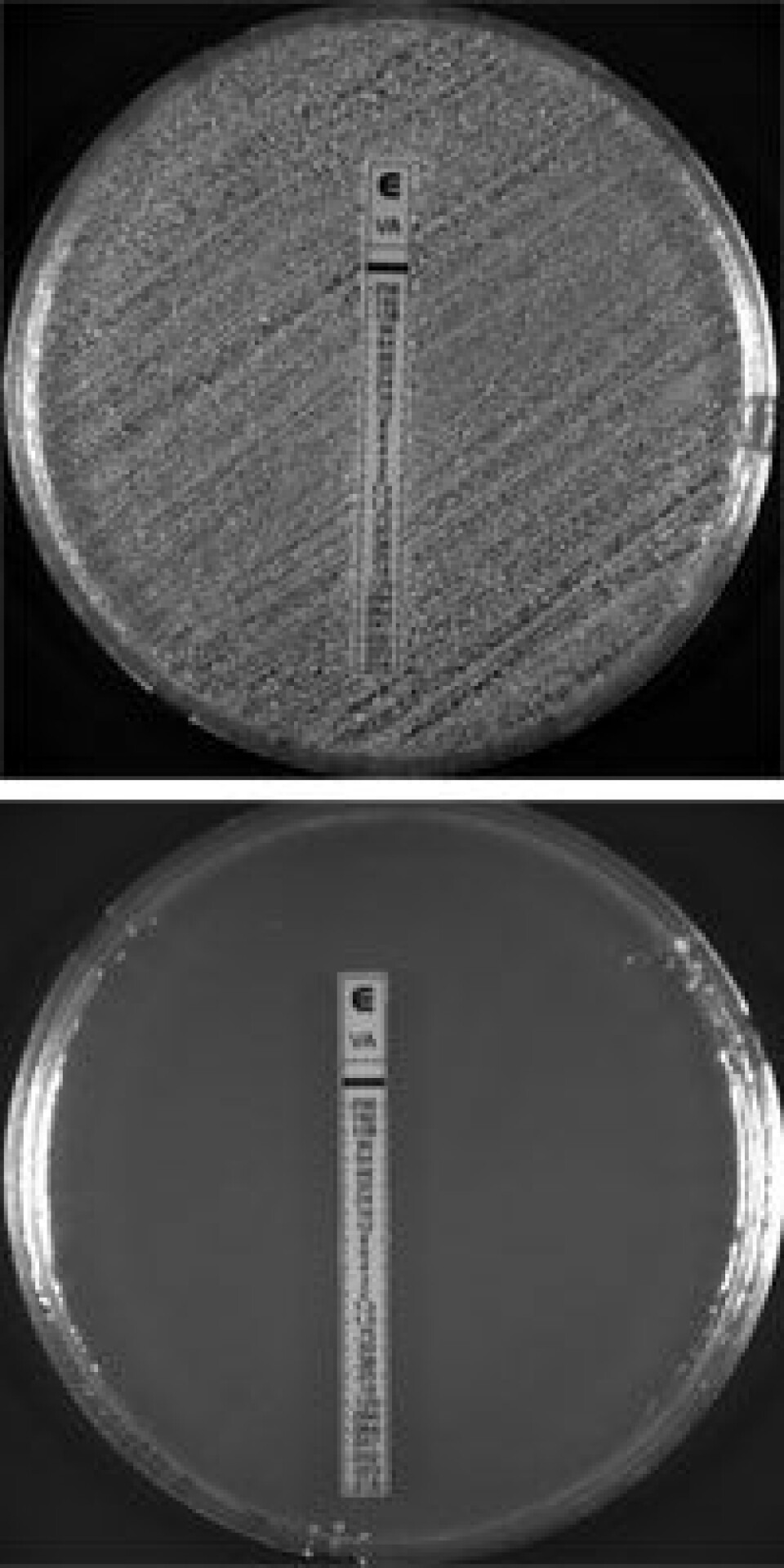 'Det øverste bildet viser multiresistente bakterier som vokser på en prøve med en vanlig form for antibiotika (Vancomycin). Det nederste bildet  viser at bakteriene ikke klarer å vokse i en prøve med den nye antibiotikaen Ceftobiprole. (Foto: University of Rockefeller)'