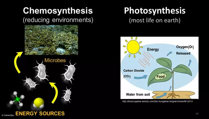 Kjemosyntes versus fotosyntese.