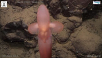 Dyreliv på 2706 meters djup: Djuphavsblekkspruten Grimpoteuthis har fått kallenamnet Dumbo. Dyreliv på 2706 meters djup: Djuphavsblekkspruten Grimpoteuthis har fått kallenamnet Dumbo.
