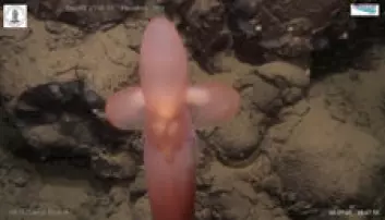 Dyreliv på 2706 meters djup: Djuphavsblekkspruten Grimpoteuthis har fått kallenamnet Dumbo.