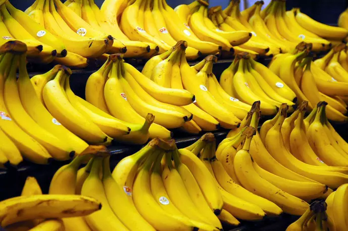 Bananene du kjenner så godt er egentlig menneskeskapte.