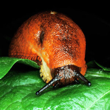 Rød skogsnegl. Foto: Bonsak Hammeraas, Bioforsk. Rød skogsnegl. Foto: Bonsak Hammeraas, Bioforsk.