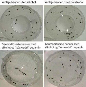 "De naturlige hann-fluene uten alkoholdamp (til venstre) og med alkoholdamp (til høyre) i forsøksbeholderen. Nederst: De genmodifiserte hannfluene i alkoholdamp med dopamin-hjerneaktiviteter (til venstre) og uten dopamin-aktiviteter (til høyre)." "De naturlige hann-fluene uten alkoholdamp (til venstre) og med alkoholdamp (til høyre) i forsøksbeholderen. Nederst: De genmodifiserte hannfluene i alkoholdamp med dopamin-hjerneaktiviteter (til venstre) og uten dopamin-aktiviteter (til høyre)."