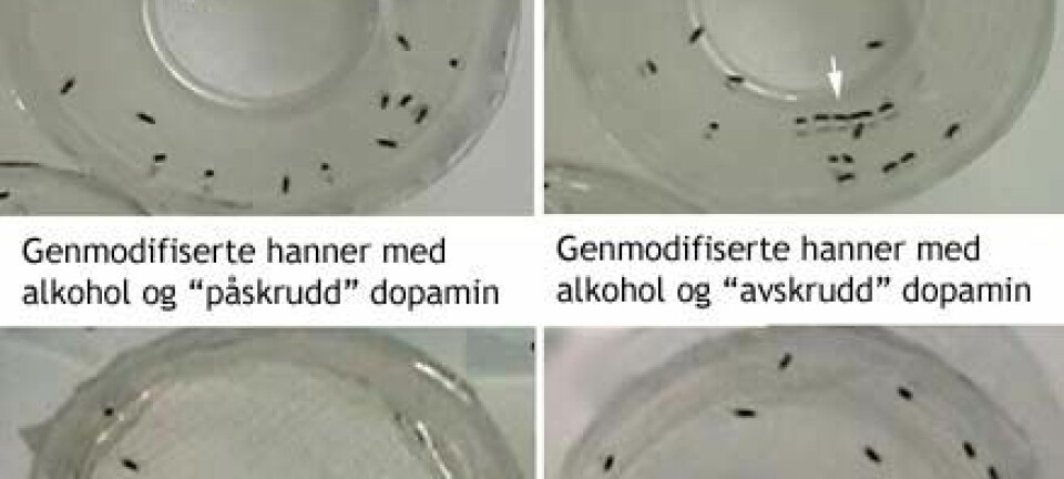 "De naturlige hann-fluene uten alkoholdamp (til venstre) og med alkoholdamp (til høyre) i forsøksbeholderen. Nederst: De genmodifiserte hannfluene i alkoholdamp med dopamin-hjerneaktiviteter (til venstre) og uten dopamin-aktiviteter (til høyre)."