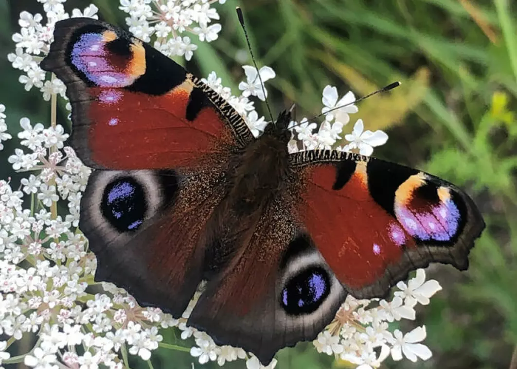 Ulike sommerfugler har ulike måter å beskytte seg på. Denne har noe som ser ut som øyne på vingene.