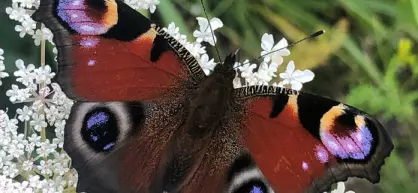 Ser du også øyne på denne sommer­fuglens vinger?