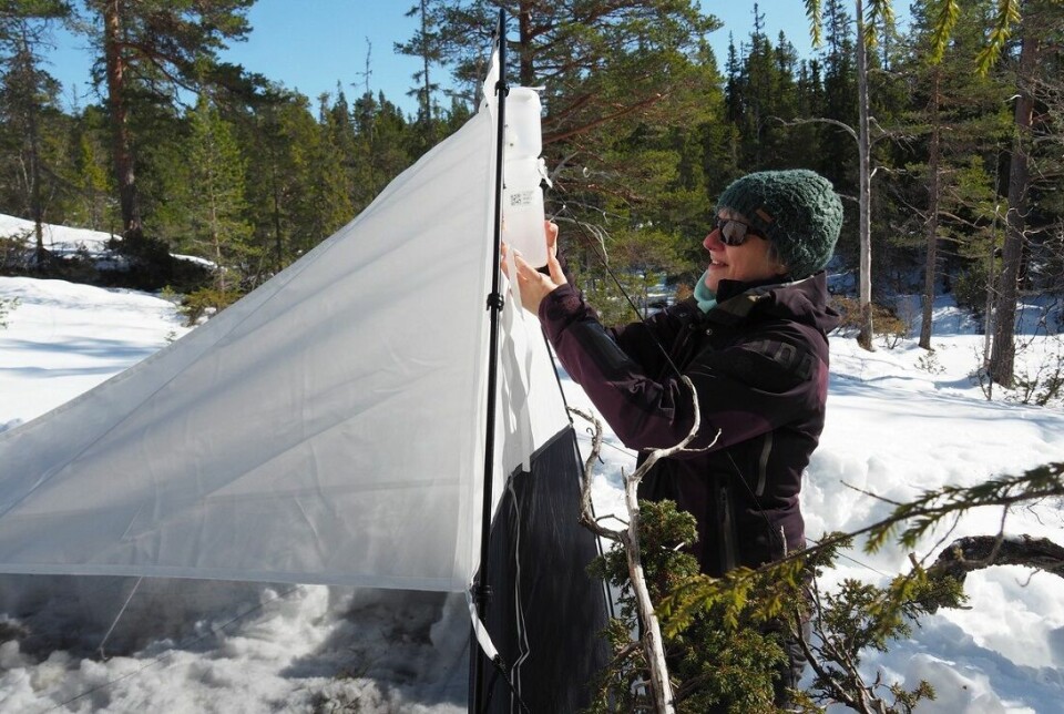 Elisabeth Stur changes the cylinder in the malaise trap.
