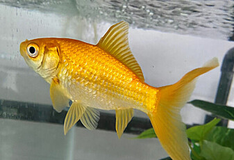 Hvordan vet gullfisk hvor langt de skal svømme?