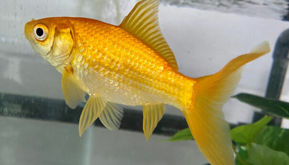 Denne og ni andre gullfisker gikk gjennom ganske kompliserte tester.