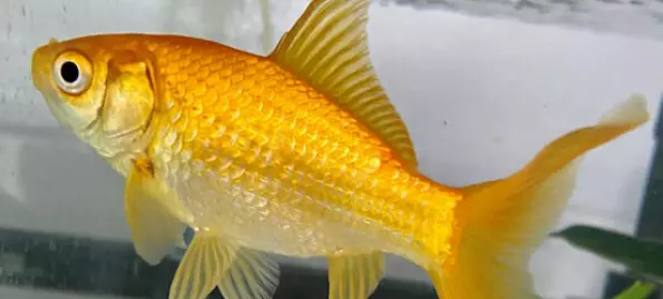 Forskere finner ut mer om hvordan gullfisk vet hvor langt de skal svømme
