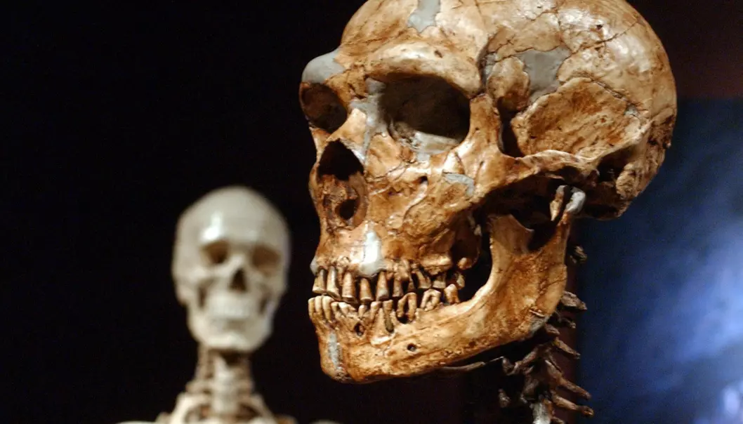 Et rekonstruert neandertalerskjelett til høyre og et menneskeskjelett står venstre på Museum of Natural History i New York, USA.
