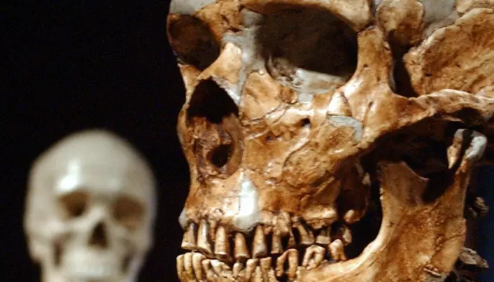 Hvor lenge levde neandertalere og moderne mennesker sammen i Europa?