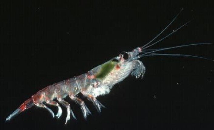 "Antarktisk krill holdt til på 3000 meters dyp." "Antarktisk krill holdt til på 3000 meters dyp."