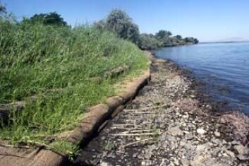 "Kennewick-mannen ble vasket ut av elvebredden ved Colombia river." "Kennewick-mannen ble vasket ut av elvebredden ved Colombia river."
