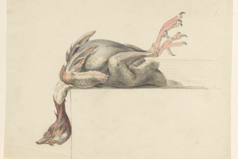 Plukket fugl. Kunstner J. Bernard (1775-1833).