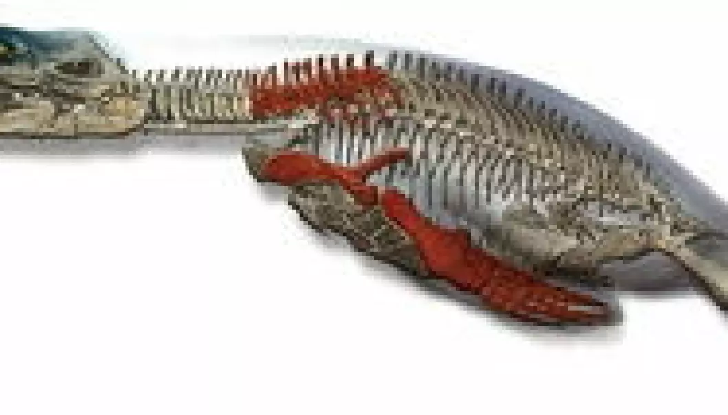 Verdens største pliosaur limes sammen