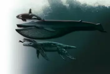 "Det fantes ikke hval på pliosaurus' tid, men her ser vi den sammenliknet med det største dyr som noensinne har eksistert, blåhvalen, og vår tids største rovdyr, spekkhoggeren. © Naturhistorisk museum, Universitetet i Oslo"