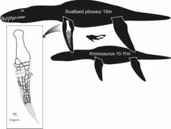 "Den nye arten er tidenes største pliosaur. © Naturhistorisk museum, Universitetet i Oslo"