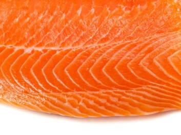 "- Det er allerede laget fiskemuskelkulturer som folk har spist, sier professor Omholt. (Illustrasjonsfoto: iStockphoto)" "- Det er allerede laget fiskemuskelkulturer som folk har spist, sier professor Omholt. (Illustrasjonsfoto: iStockphoto)"