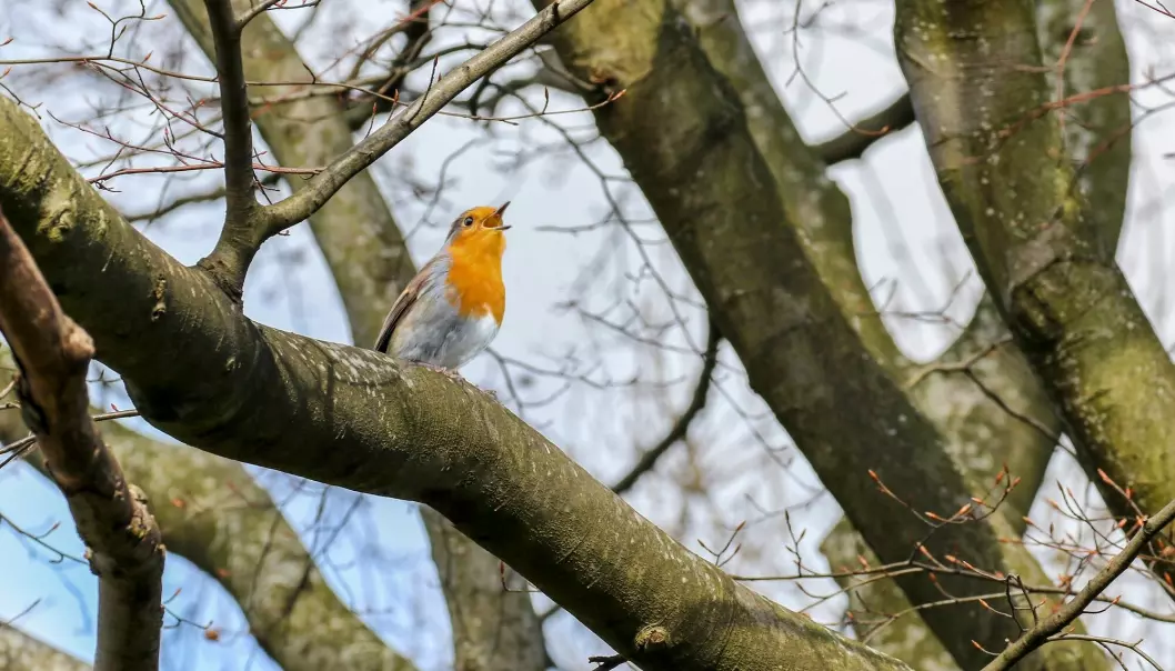 Fuglekvitter er godt for sjela, skal vi tro forskere. Her er Englands nasjonalfugl - «Robin» - rødstrupe på norsk.