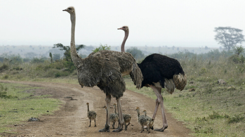 Strutsepar krysser veien med en ungeflokk på fem i Nairobi National Park i Kenya.