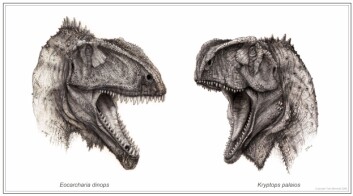 "Her ser du dinosaurene Kryptops palaios og Eocarcharia dinops. Tegning: Todd Marshall/Project Exploration." "Her ser du dinosaurene Kryptops palaios og Eocarcharia dinops. Tegning: Todd Marshall/Project Exploration."