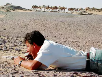 "Forsker Paul Sereno sjekker ut kjeven til Eocarcharia dinops i Sahara-ørkenen. Foto: Mike Hettwer/Project Exploration."