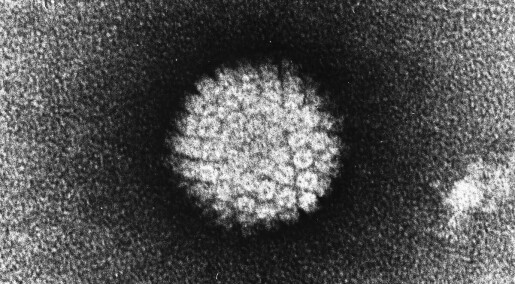 Nyttig å vite om Humant papilloma­virus og livmorhalskreft