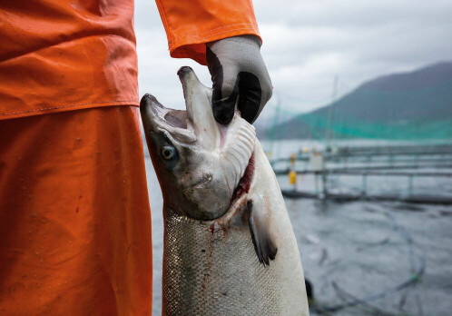 Norway has the strictest aquaculture regulations in the world. Will other countries follow suit?