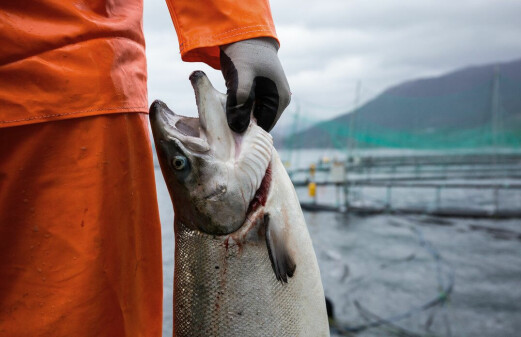 Norway has the strictest aquaculture regulations in the world. Will other countries follow suit?
