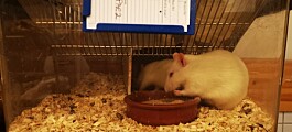 Ingen mikroplast i rotter fôret med mikroplast