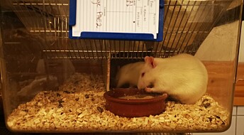Ingen mikroplast i rotter fôret med mikroplast
