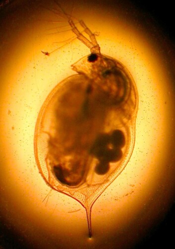 "Vannloppe, Daphnia magna, er 3-4 mm stor." "Vannloppe, Daphnia magna, er 3-4 mm stor."