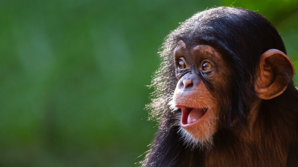 En blid sjimpanseunge.