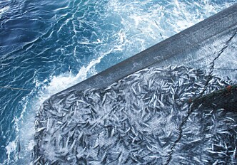 Crowding-induced stress gives mackerel the blues