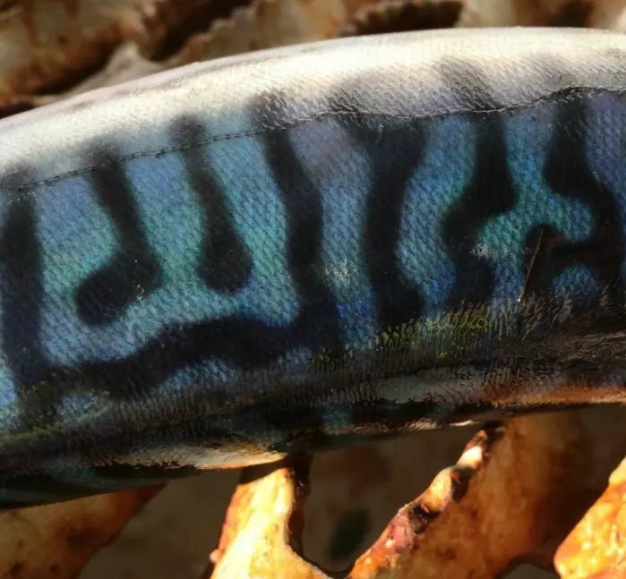 Mackerel skin changes from green to blue when the fish is exposed to stress.