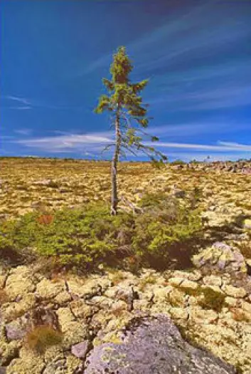 "Denne grana i Dalarna i Sverige er hele 9 550 år gammel. (Foto; Leif Kullmann, Umeå Universitet)"