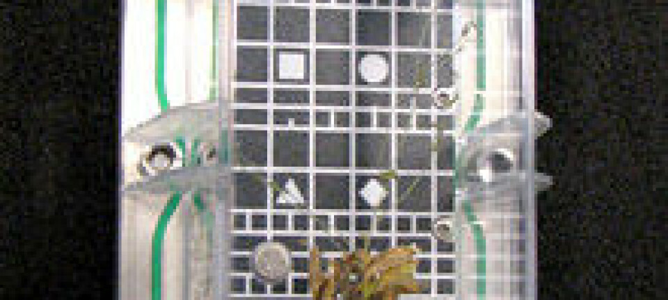 'Vekstkammer med vårskrinneblom som har vokst i rommet. Planten var en del av forsøket Multigen-1 som foregikk på den Internasjonale Romstasjonen vinteren 2007.'