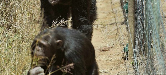 Sjimpanser hermer etter hverandre når de går