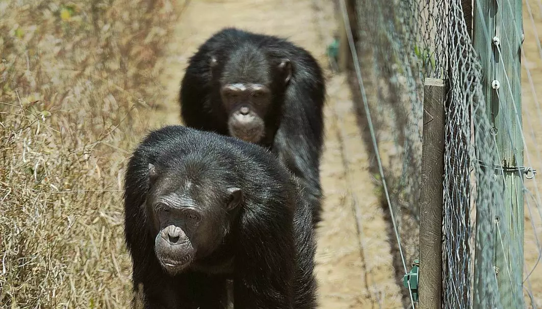 Når sjimpanser går sammen pleier de å gå med samme fot og arm samtidig, akkurat slik vi gjør!
