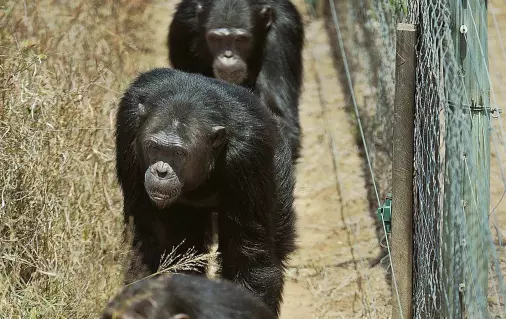 Sjimpanser hermer etter hverandre når de går