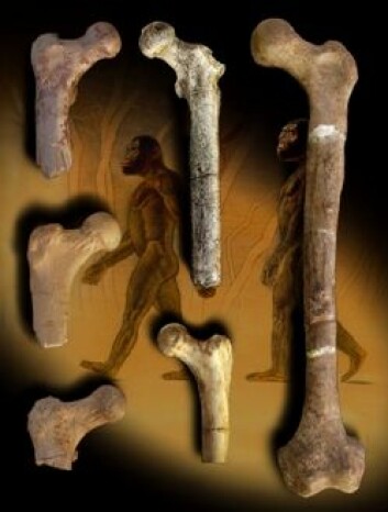 "Et lårbein som er seks millioner år gammelt (midten) kommer fra noen av våre tidligste forfedre som gikk oppreist. De ligner 2-3 millioner år gamle lårbein fra australopiths (venstre, nederst). Lårbein fra Homo (høyre) markerer en overgang mot et mer moderne ganglag for rundt 2 millioner år siden."